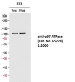 p97 ATPase Antibody in Western Blot (WB)