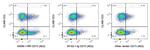 CD73 Antibody in Flow Cytometry (Flow)