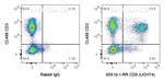 CD8 Antibody in Flow Cytometry (Flow)