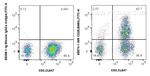 CD26 Antibody in Flow Cytometry (Flow)