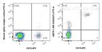 CD20 Antibody in Flow Cytometry (Flow)