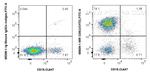 CD5 Antibody in Flow Cytometry (Flow)
