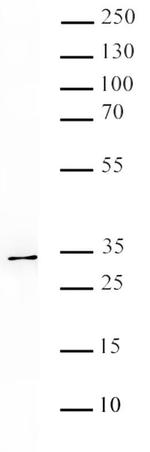 DPPA2 Antibody in Western Blot (WB)