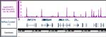 Supt5H/SPT5 Antibody in ChIP-Sequencing (ChIP-Seq)