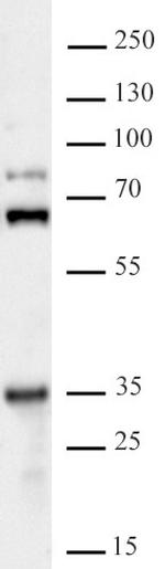 GLYR1 Antibody in Western Blot (WB)