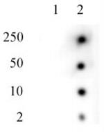 Histone H2AK119ub Antibody in Dot Blot (DB)