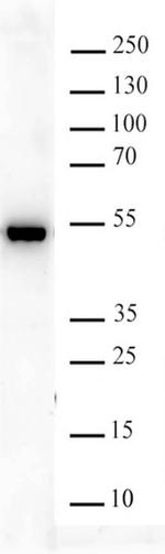 FEN1 Antibody in Western Blot (WB)