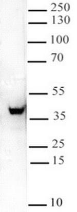 DPPA4 Antibody in Western Blot (WB)