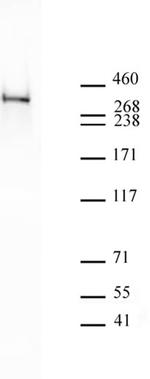 RNA pol II CTD Cit1810 Antibody in Western Blot (WB)