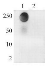 Phospho-HDAC3 (Ser424) Antibody in Dot Blot (DB)