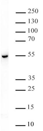Phospho-HDAC3 (Ser424) Antibody in Western Blot (WB)
