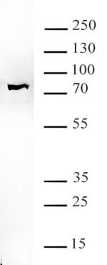 BRD7 Antibody in Western Blot (WB)