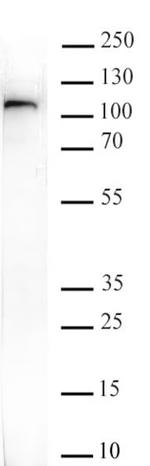 EZH2 Antibody in Western Blot (WB)