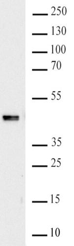 HNRPC Antibody in Western Blot (WB)