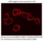 MBP tag Antibody in Immunocytochemistry (ICC/IF)