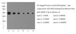 His-Tag Antibody in Western Blot (WB)