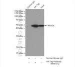 HA Tag Antibody in Immunoprecipitation (IP)