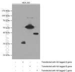 HA Tag Antibody in Western Blot (WB)