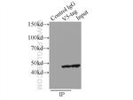 V5-tag Antibody in Immunoprecipitation (IP)