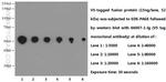 V5-tag Antibody in Western Blot (WB)