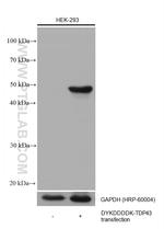 DYKDDDDK tag Antibody in Western Blot (WB)