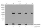 DYKDDDDK tag Antibody in Western Blot (WB)