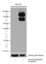 DYKDDDDK tag Antibody in Western Blot (WB)