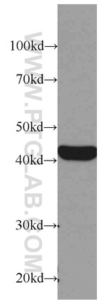 beta Actin Antibody in Western Blot (WB)