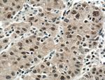 DDB1 Antibody in Immunohistochemistry (Paraffin) (IHC (P))