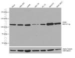 DDB1 Antibody in Western Blot (WB)