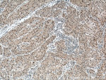 DDB1 Antibody in Immunohistochemistry (Paraffin) (IHC (P))