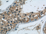 DDB1 Antibody in Immunohistochemistry (Paraffin) (IHC (P))