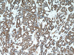 DDB1 Antibody in Immunohistochemistry (Paraffin) (IHC (P))