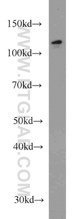 DDB1 Antibody in Western Blot (WB)