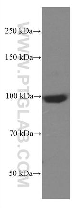 SEC5/EXOC2 Antibody in Western Blot (WB)