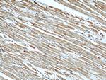 GEFT Antibody in Immunohistochemistry (Paraffin) (IHC (P))
