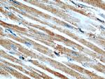 GEFT Antibody in Immunohistochemistry (Paraffin) (IHC (P))