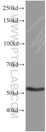 GEFT Antibody in Western Blot (WB)