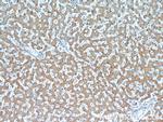 Transketolase Antibody in Immunohistochemistry (Paraffin) (IHC (P))