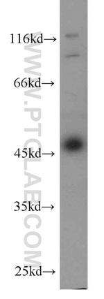 AHCY Antibody in Western Blot (WB)