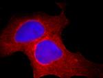 Bcl-XL Antibody in Immunocytochemistry (ICC/IF)