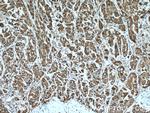 CYB5R3 Antibody in Immunohistochemistry (Paraffin) (IHC (P))