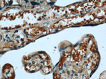 CYB5R3 Antibody in Immunohistochemistry (Paraffin) (IHC (P))