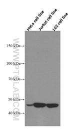 RNH1 Antibody in Western Blot (WB)