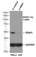 RNH1 Antibody in Western Blot (WB)