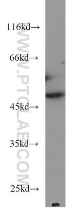 RNH1 Antibody in Western Blot (WB)