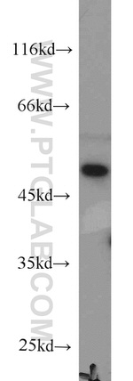 RNH1 Antibody in Western Blot (WB)
