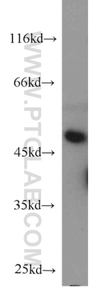 RNH1 Antibody in Western Blot (WB)
