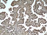 Protein C inhibitor Antibody in Immunohistochemistry (Paraffin) (IHC (P))