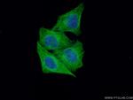 alpha Tubulin Antibody in Immunocytochemistry (ICC/IF)